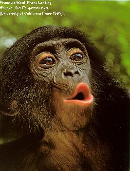 from deWaal and Lanting 1997 book BONOBO